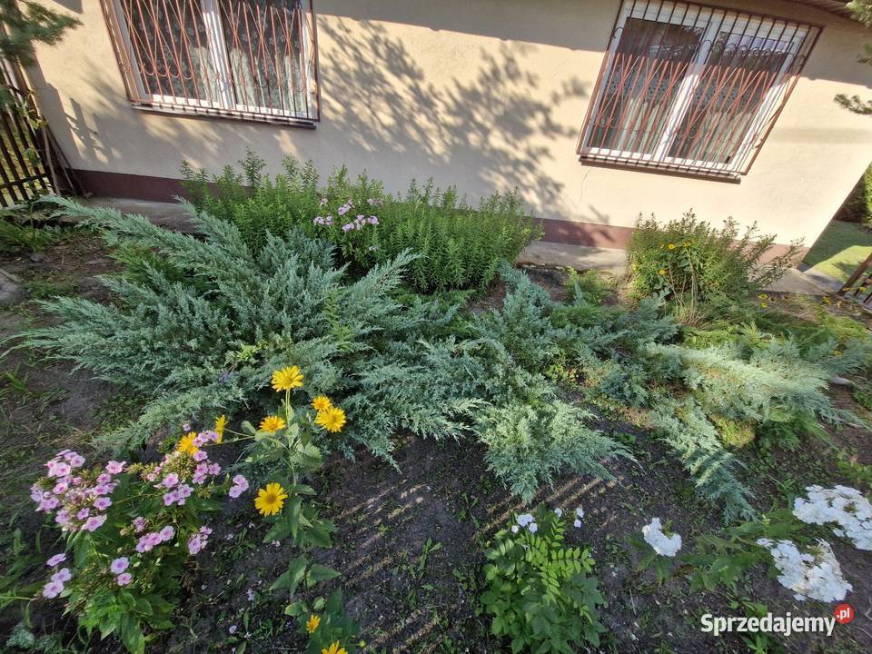 Wyjątkowe siedlisko na malowniczej działce 2500 Białobrzegi sprzedam