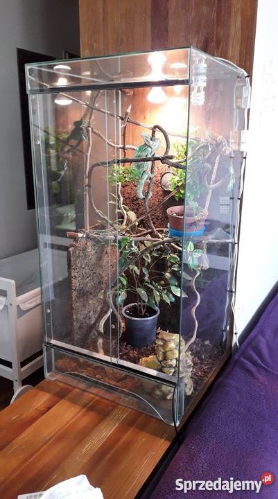 kameleon jemeński z terrarium wielkopolskie Poznań