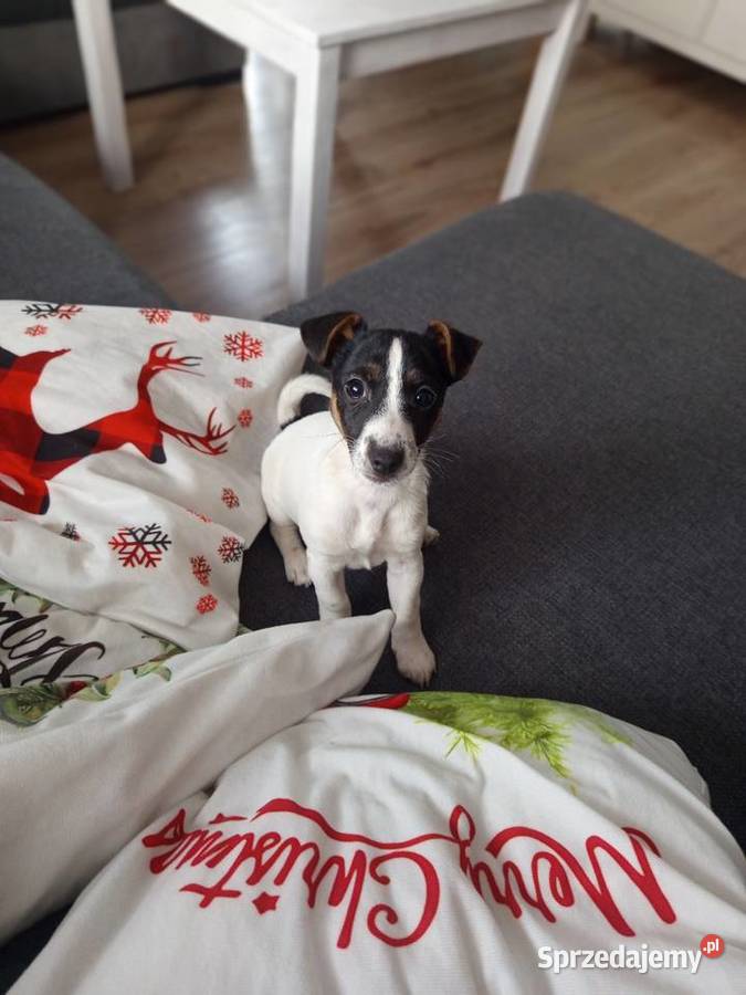 Jack Russell Terrier Kamieńskie Młyny