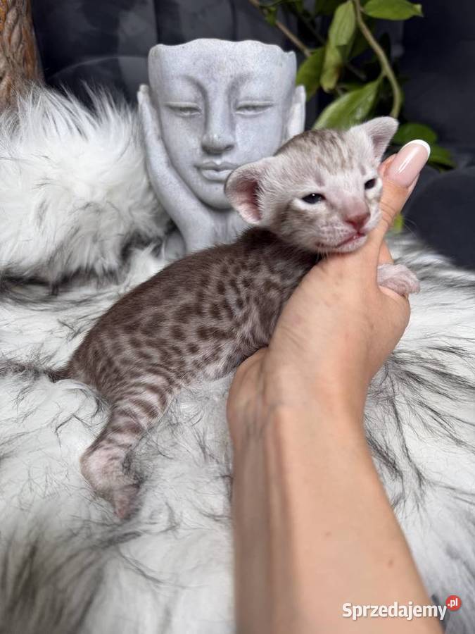 Czekoladowa samica Savannah F6 małopolskie Kraków sprzedam