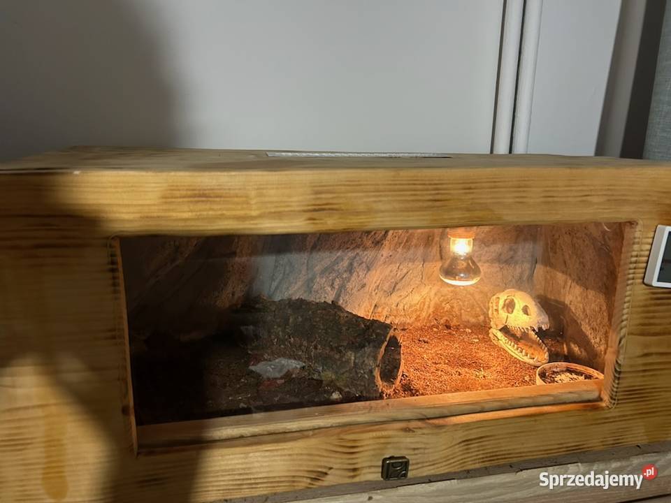 Waran Stepowy Ruda Śląska