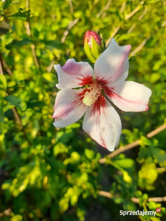 Sprzedam sadzonki hibiskusa Pozostałe