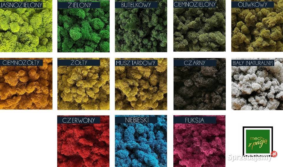 Obraz Mech Chrobotek Rama Czarna 120x40 śląskie