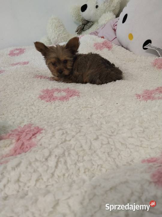 Yorkshire terrier chłopiec mini Zwierzęta Mogilno