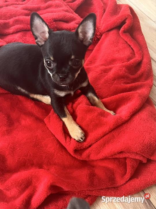 Chihuahua śląskie Piasek