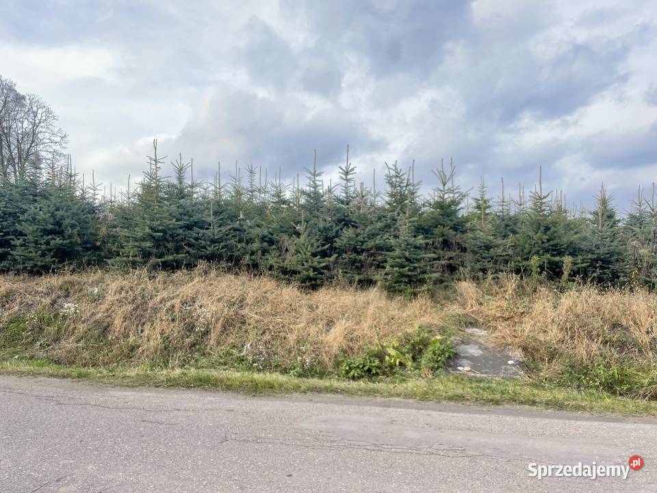 Choinki świerk srebrny