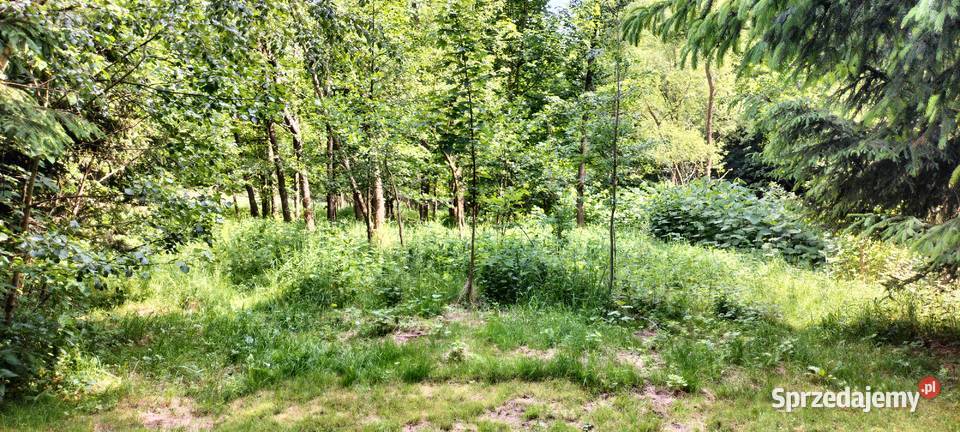 Działka Zagórze Śląskie 10 arów Dzierżoniów sprzedam
