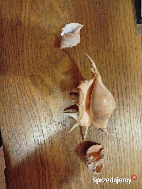 Muszle morskie stan Akwarystyka Zwierzęta Siemianowice Śląskie sprzedam