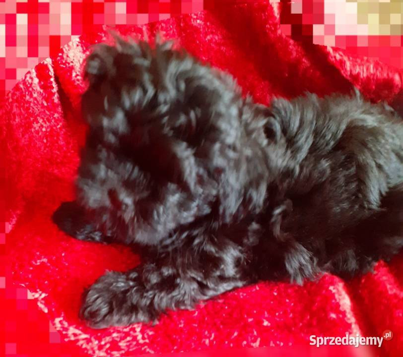 Mal shi piekny piesek Wodzisław Śląski sprzedam