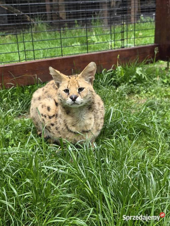 Serwal sawannowy serval kot egzotyczny samiec małopolskie Kraków