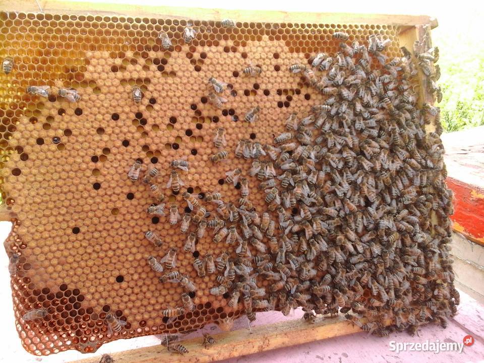 Sprzedam przezimowane rodziny pszczelepszczoły