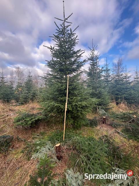 Choinki jodła kaukaska Konary