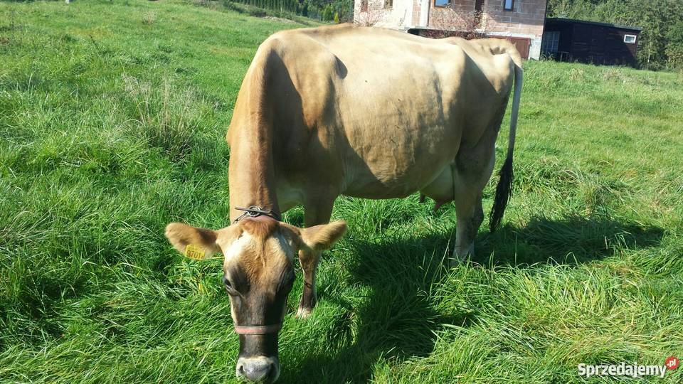 Krowa rasy jersey Kobylec