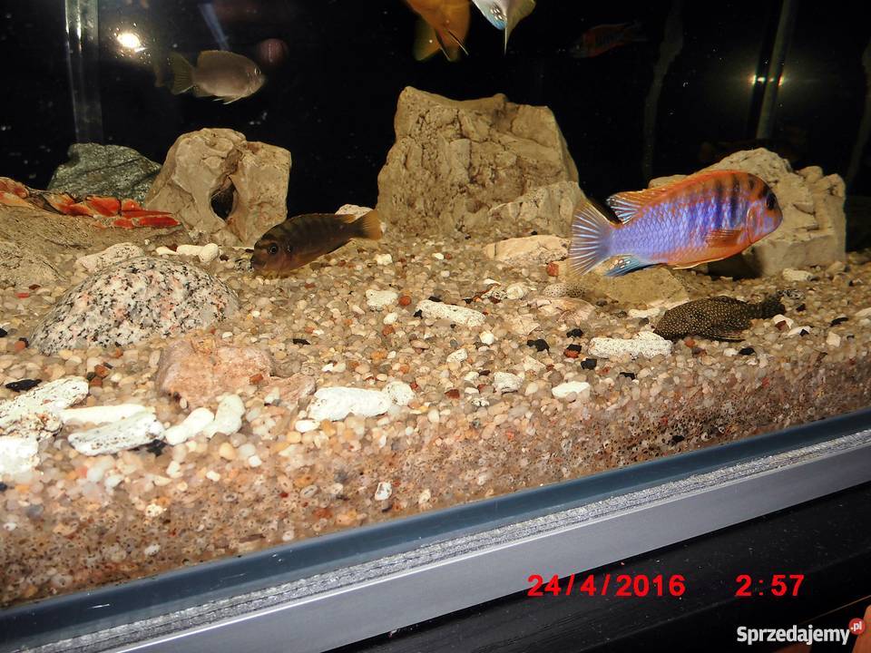 Pyszczaki Labidochromis Hongi Sweden Kraków