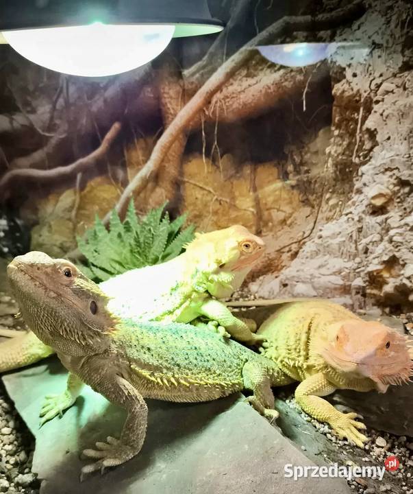 Agama brodata z wysyłką odbiorem osobistym Gady i płazy Zwierzęta Poznań sprzedam