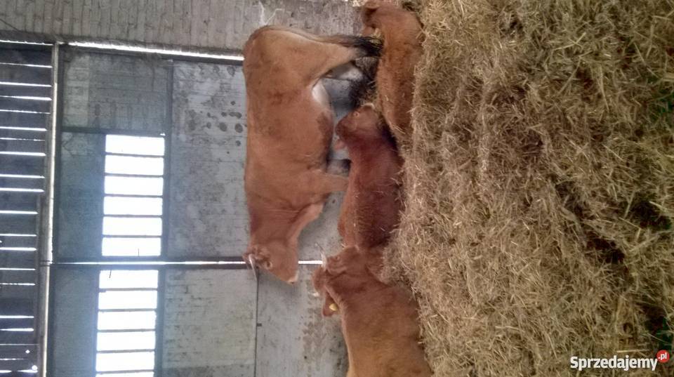 10 krów Limousine mazowieckie