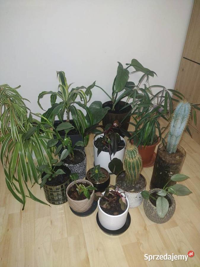 Rośliny doniczkowe wszystkie doniczki Lubartów