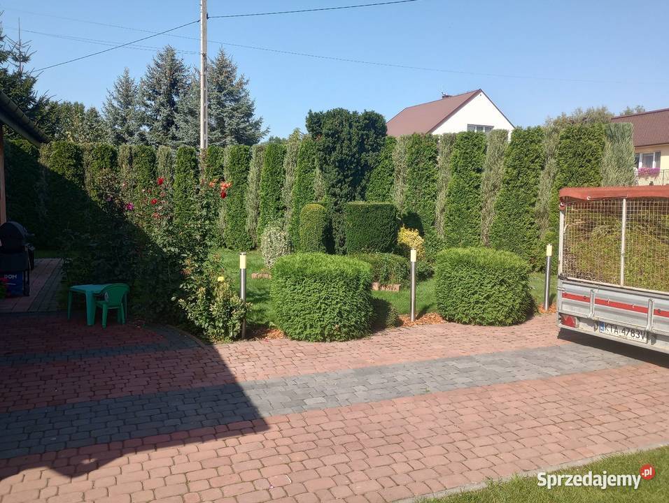 Przycinanie tui drzew i krzewów Karczowanie i usuwanie drzew Ładna