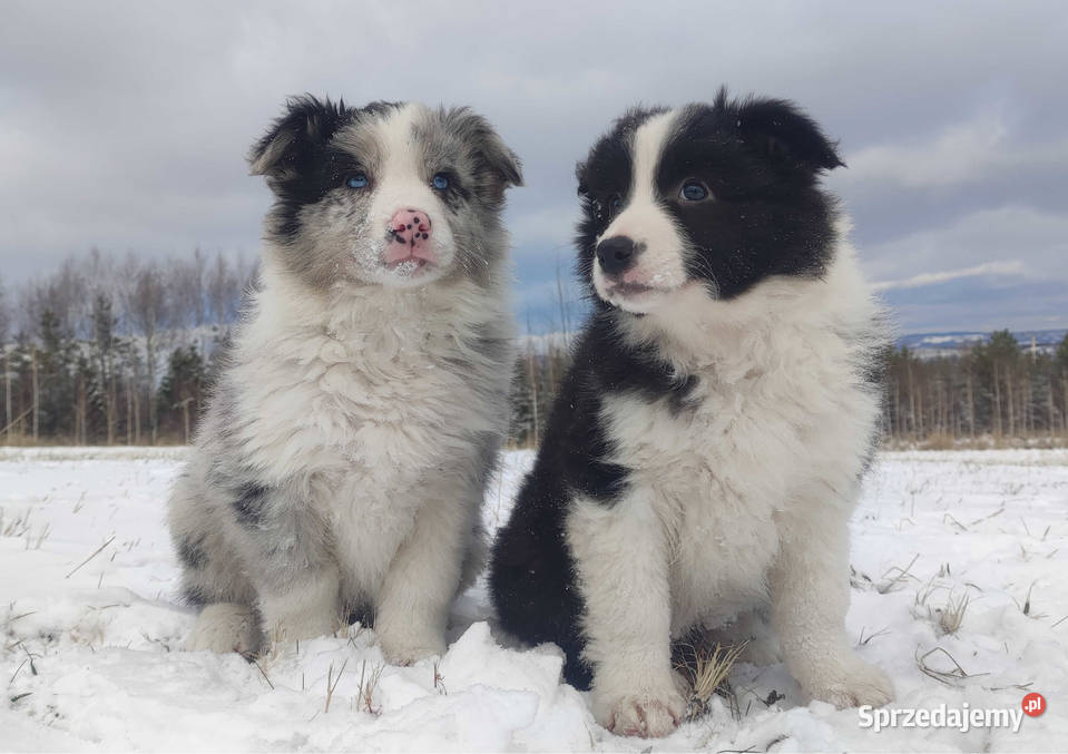 Szczenię BORDER COLLIE z Hodowli Rasowy pies z Kraków