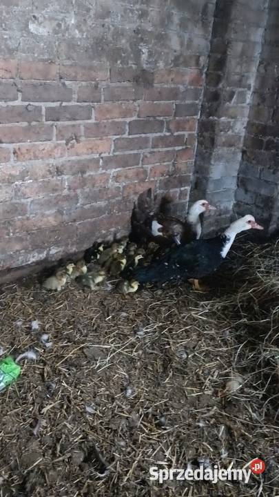 Sprzedam kaczki francuskie Lubartów