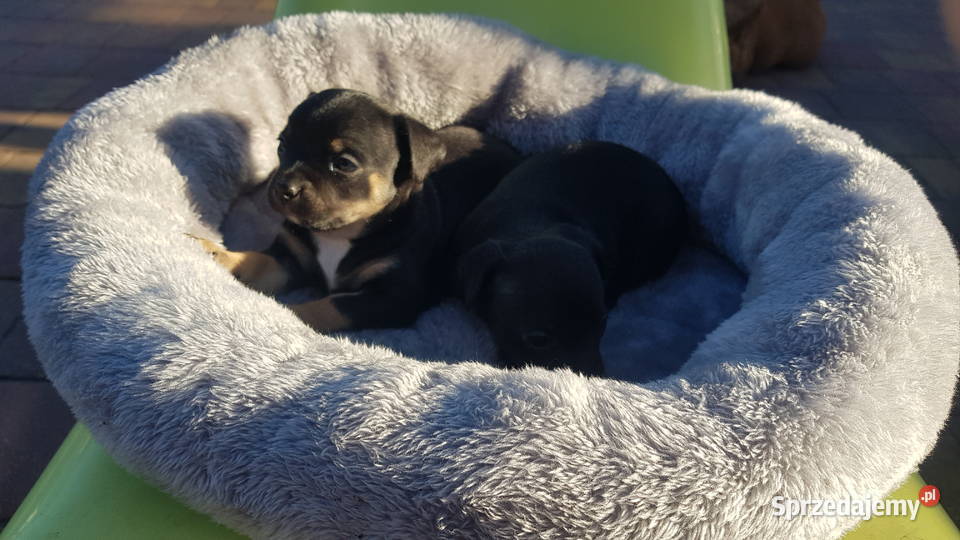 Szczeniaki pinczer Płońsk