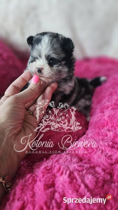 Szpic MiniaturowyPomeranian sunia Blue Merle Sędziejowice