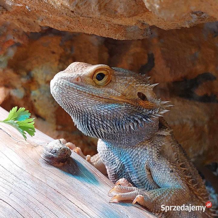 Agama brodata samiec 2 letni Gady i płazy Warszawa