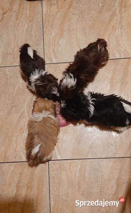 Tybetańskie rozrabiaki