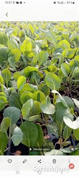 Sadzonka kapusty nozomi Wiąg