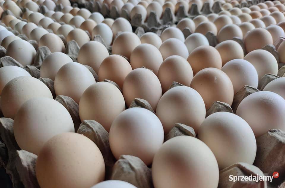 Jaja hurtdetal Grajewo