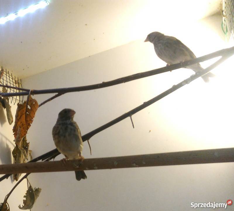 Kulczyk szaryśpiewak Nowa Ruda