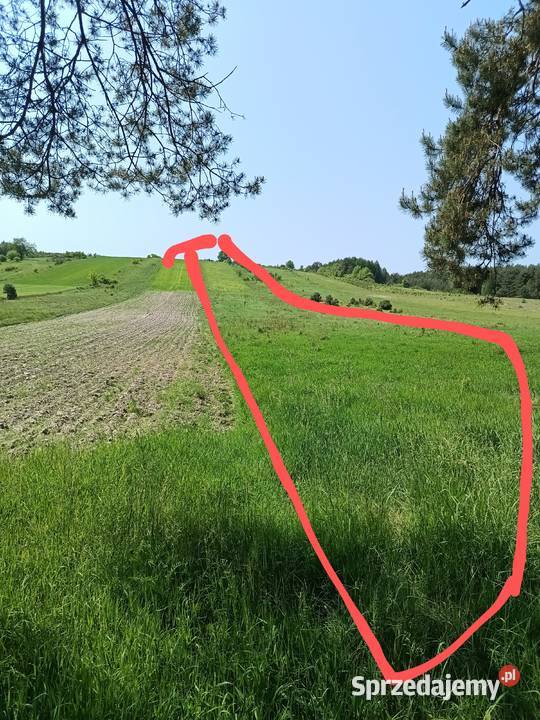 Oddam w dzierżawę działkę pole rolne na Wzgórzu Wynajem Wynajem lubelskie Krasnobród