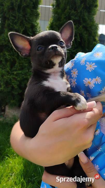 Chihuahua krótkowłosy FCI Mini Xs Kalisz