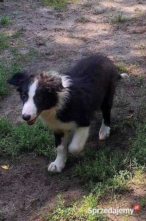 Piękny piesek border collie 4 miesięczny łódzkie Łódź