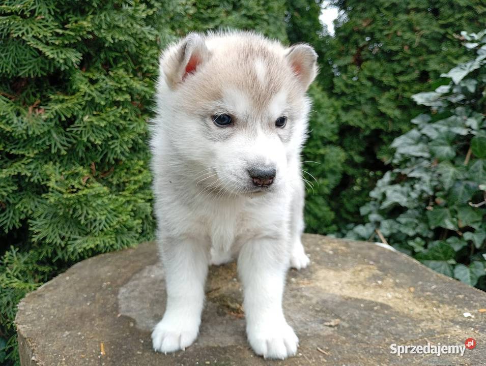 SIBERIAN HUSKY BOY Racibórz sprzedam