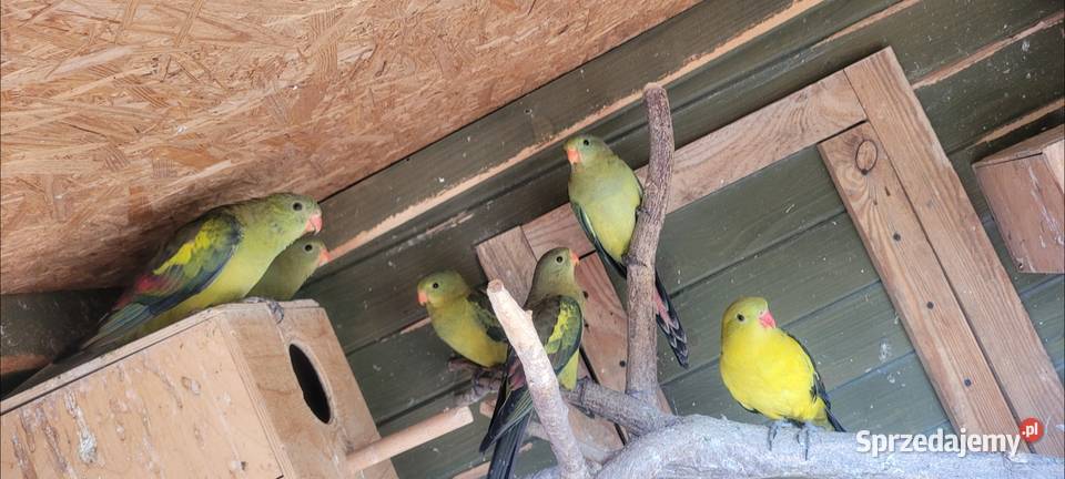 Para lęgowa papug górskich małopolskie