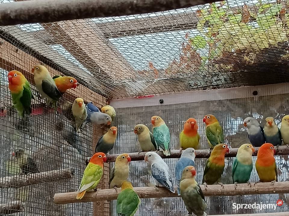 Nierozłączki mazowieckie Garwolin