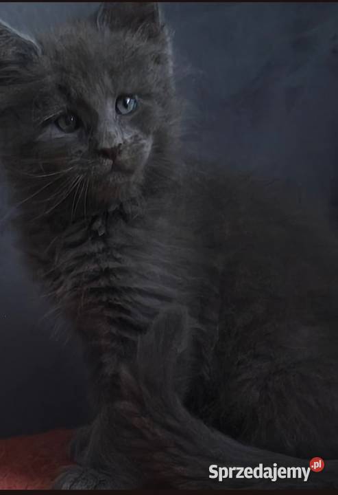 Rezerwacja Maine Coon