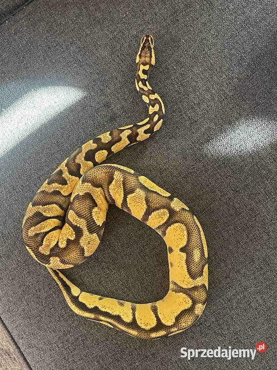Python Regius Samica Super Pastel Gravel Warszawa