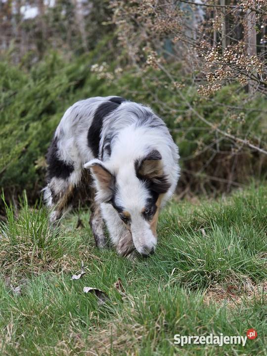 Owczarek szkocki collie dwa oczka niebieskie Zakrzewo