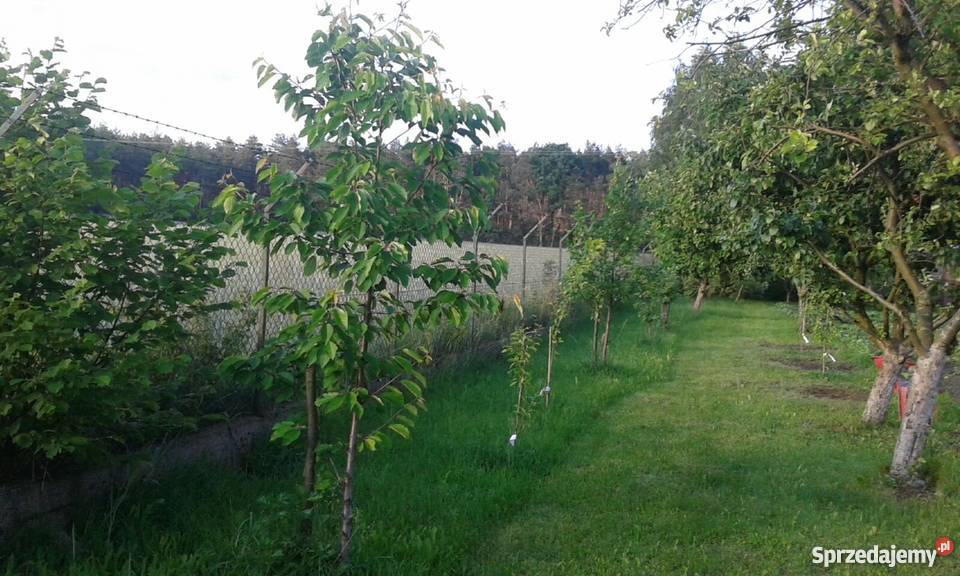 Zagospodarowane siedlisko sprzedam Sypniewo