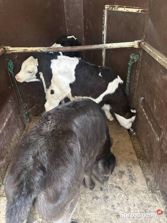 Byczki cielaki świętokrzyskie Włoszczowa
