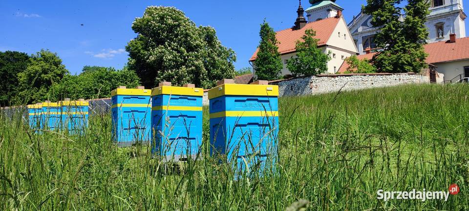 ROJE SILNE ODKŁADY PSZCZELE MAJ 2025 RODZINY