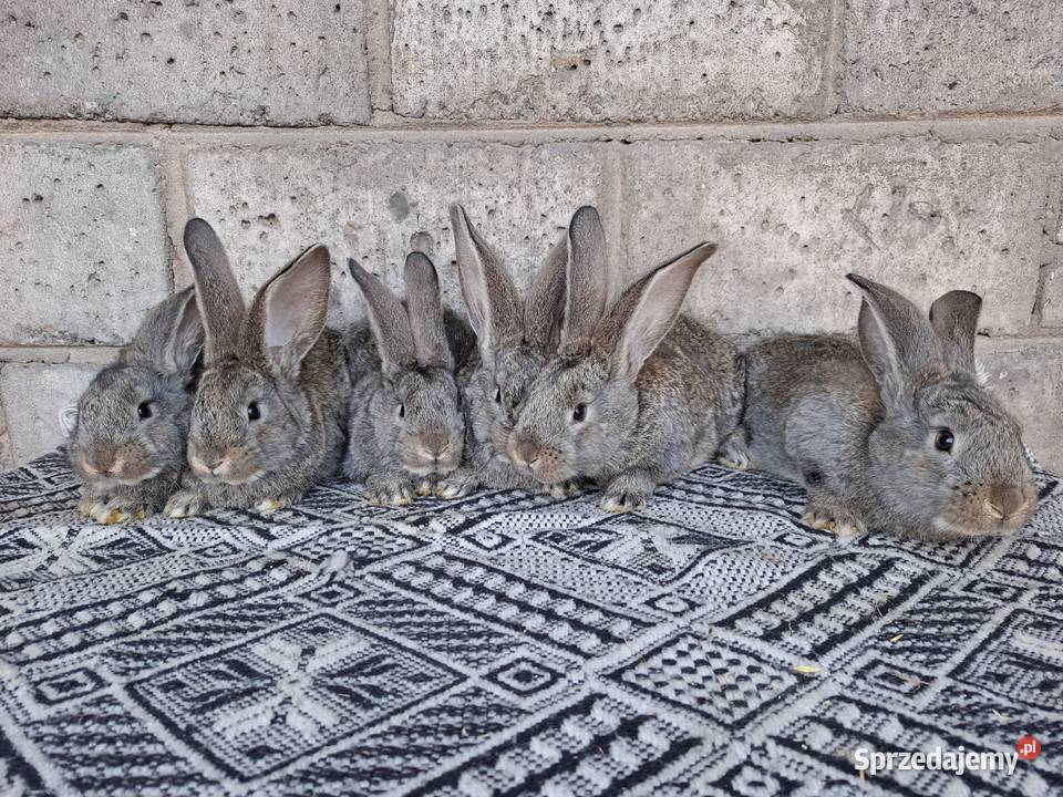 Olbrzym Belgijski Radom