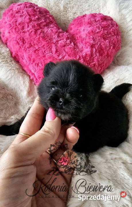Szpic MiniaturowyPomeranian piesek czarny ze