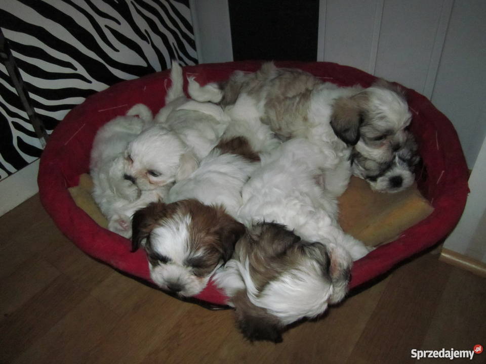 Shih Tzu szczenięta lubelskie Chełm