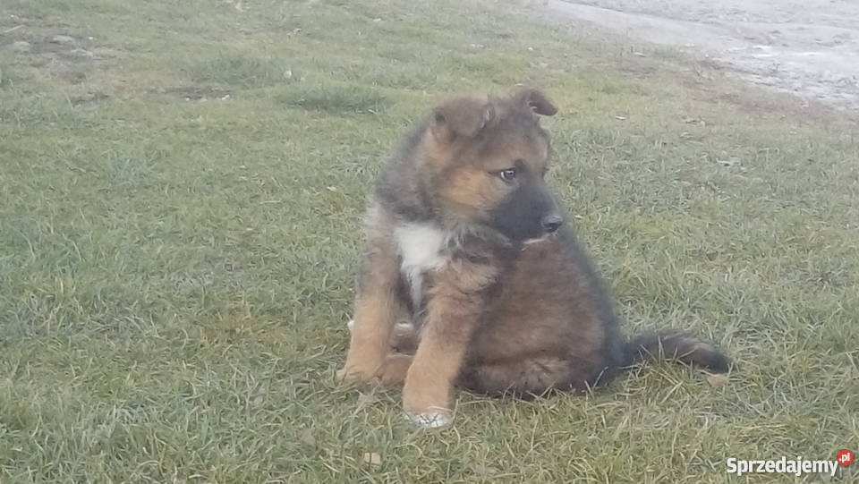 Owczarki niemieckie szczenie Zamość
