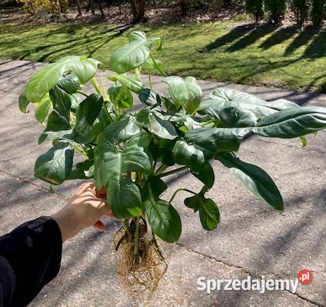 Duży zestaw Philodendron filodendron Kraków sprzedam