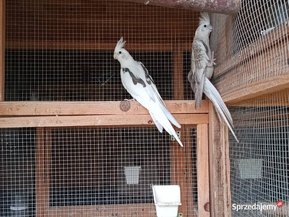 Papugi kozy nimfy faliste zeberki gołąbki Ptaki Jasło sprzedam