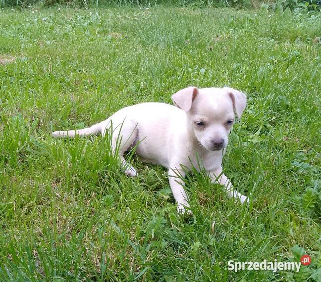 Chihuahua dziewczynka małopolskie Szczucin sprzedam